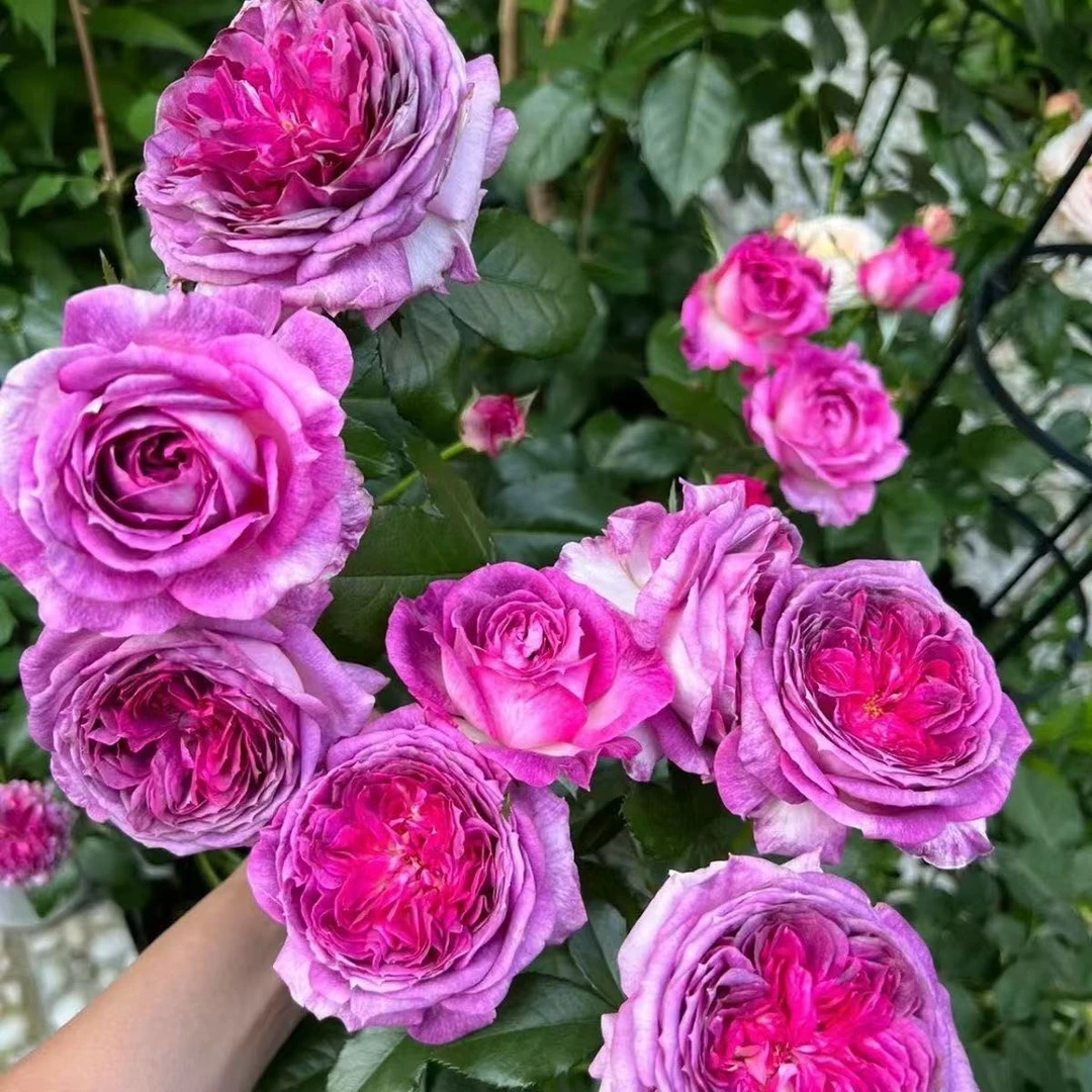 蓝莓蛋糕 月季  母本大苗