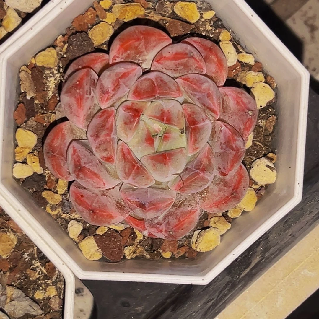 桔云多肉美人精品系列