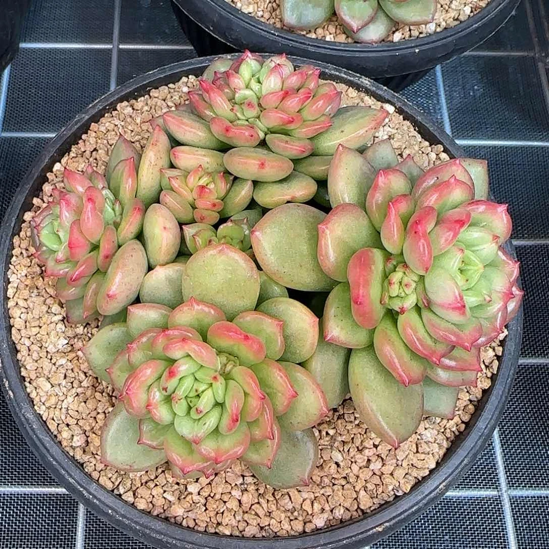 从前慢花园精选苹果花