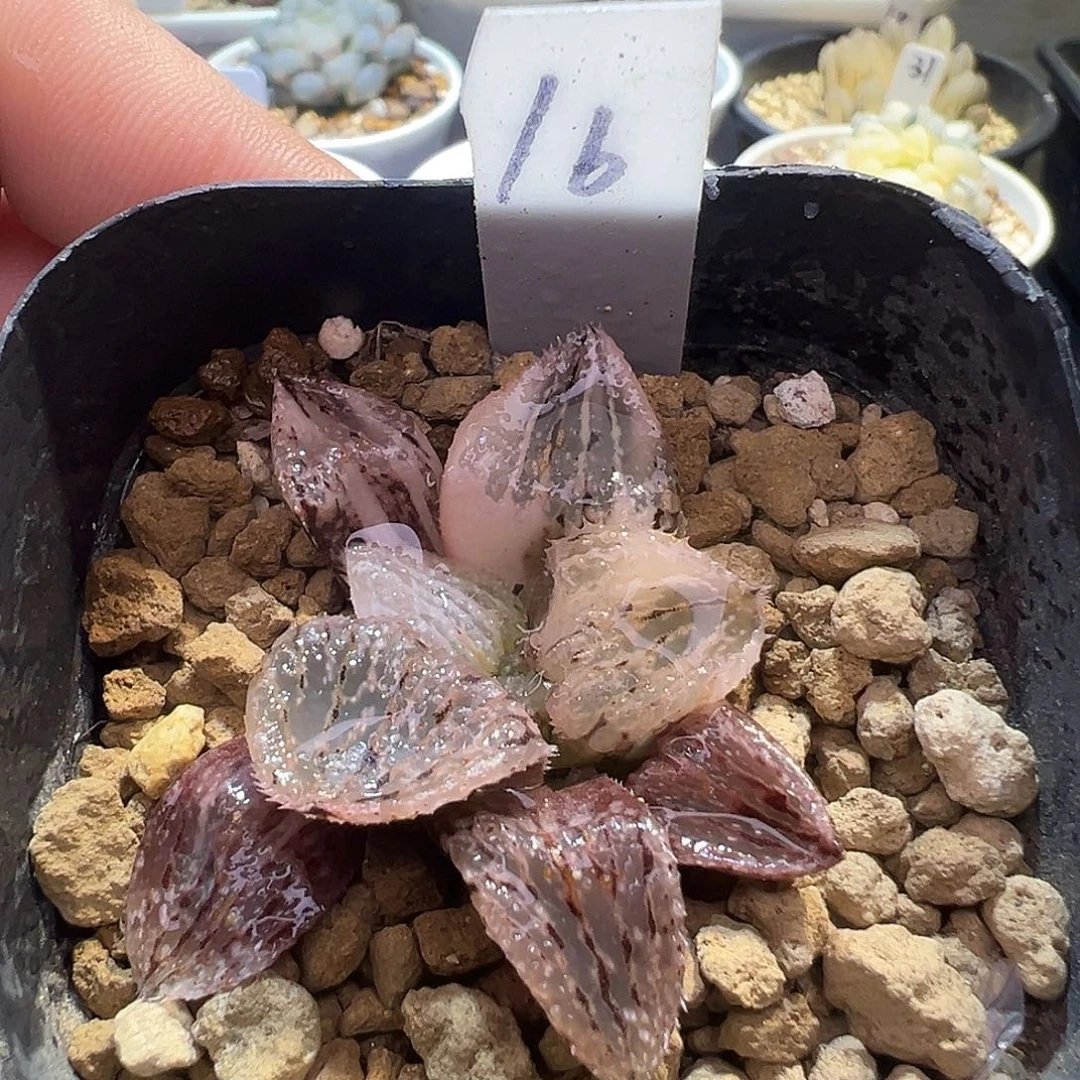 16号粉白银锦特选福利