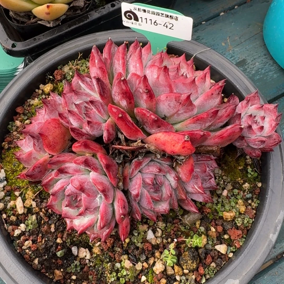 從前慢多肉精选编号1116.42