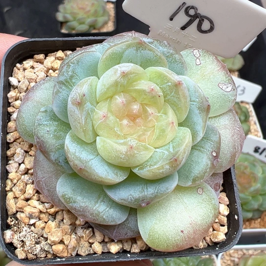 190号风花雪月系列星月石化