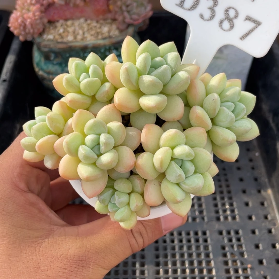387泡泡糖不带盆11厘米