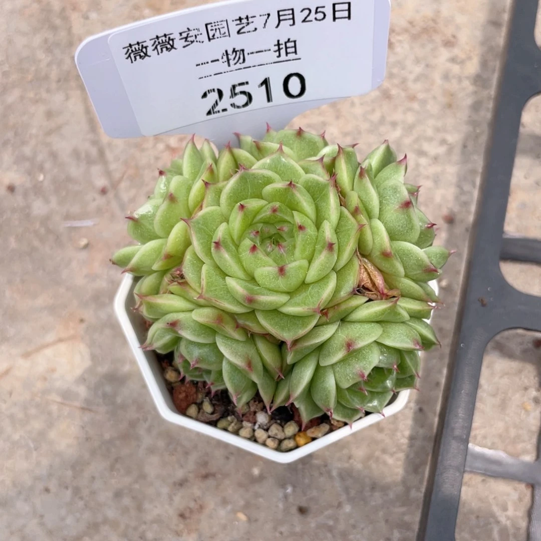 薇薇安园艺多肉2510