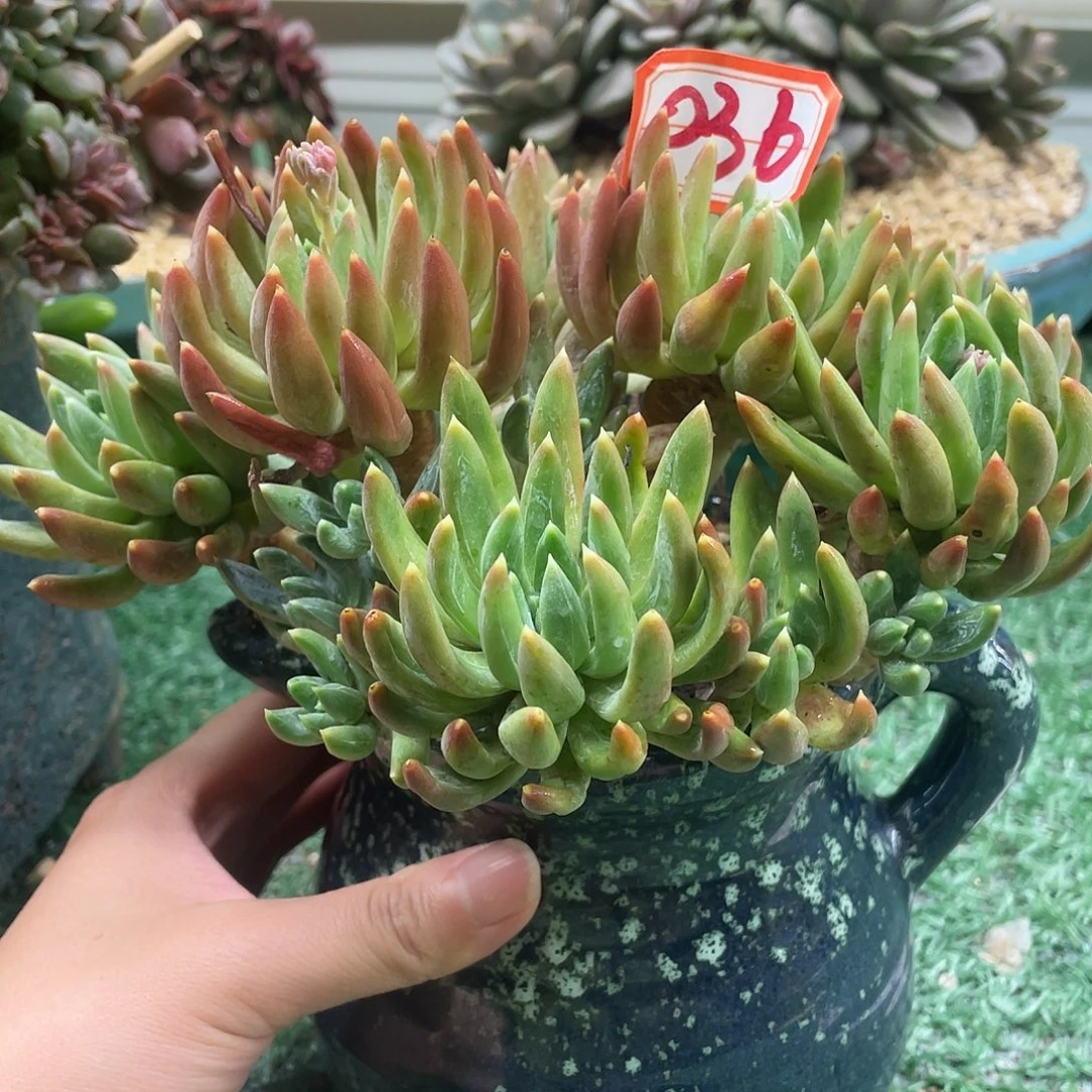 036一物一一拍出v