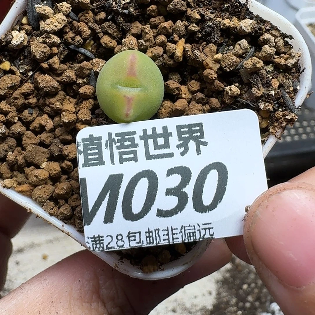 多肉植物的人生ghnn