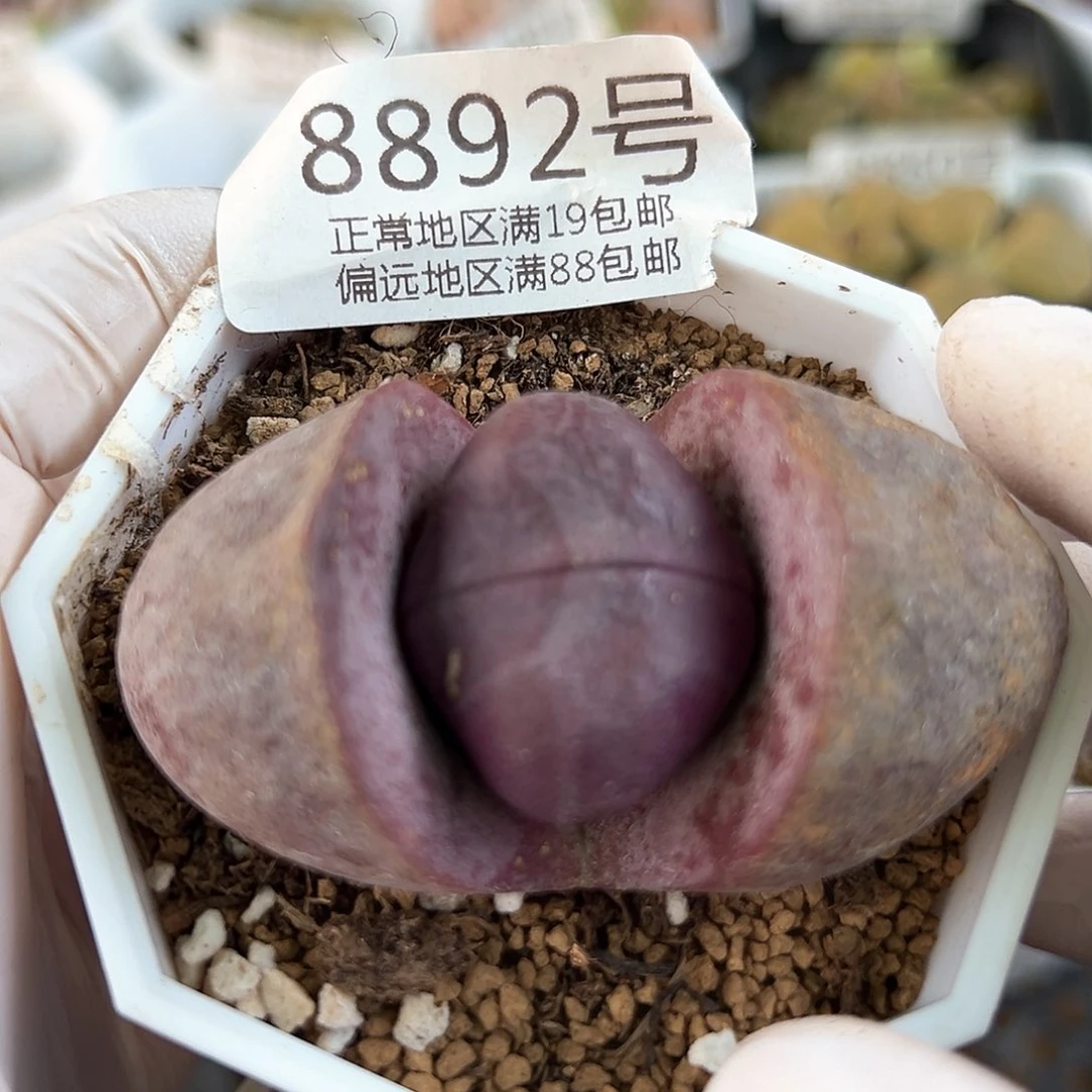 好养易活生石花大母本8892