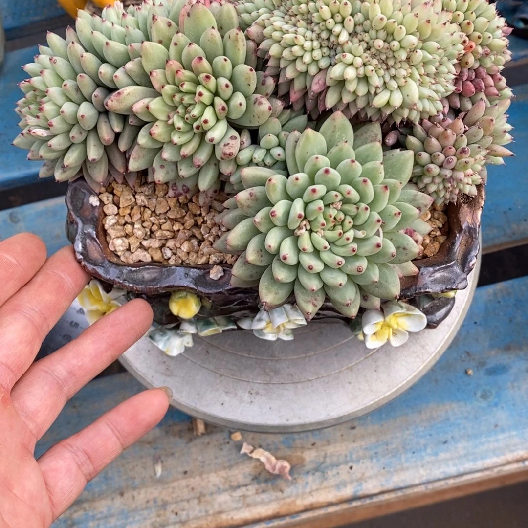 发货多肉植物一物一拍