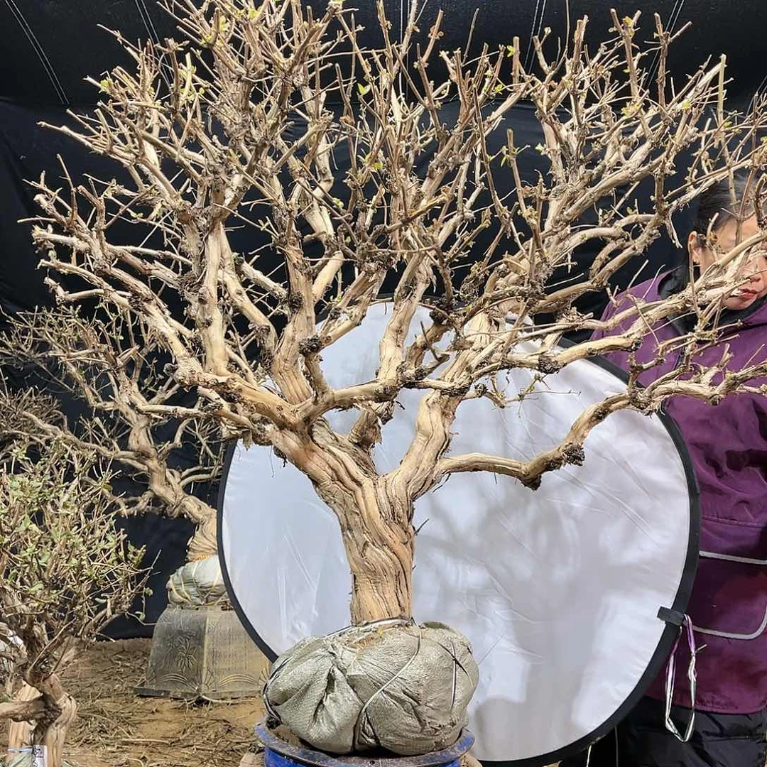 金银花的故事是一个人的