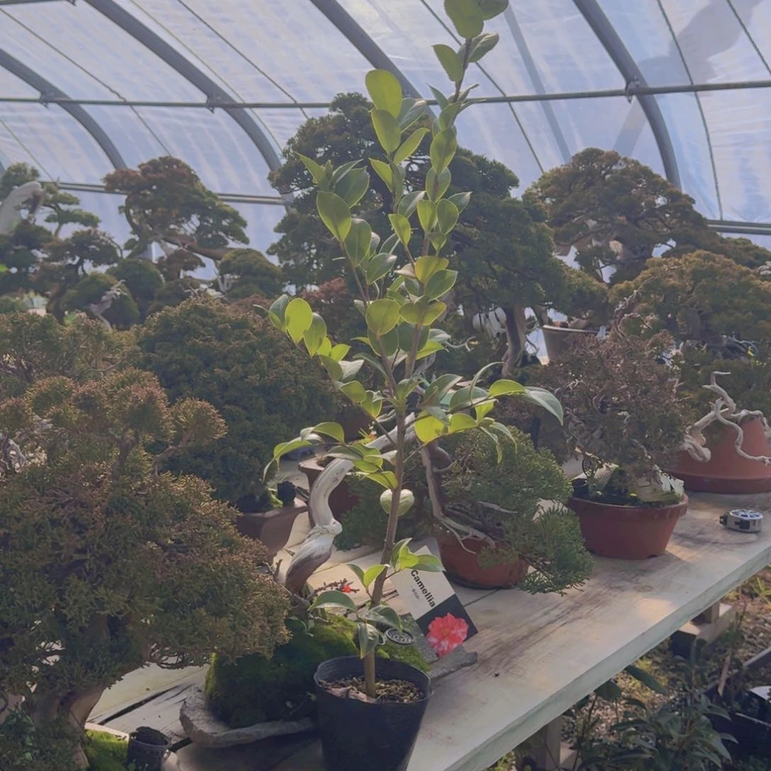 红陶金**可春日山w74