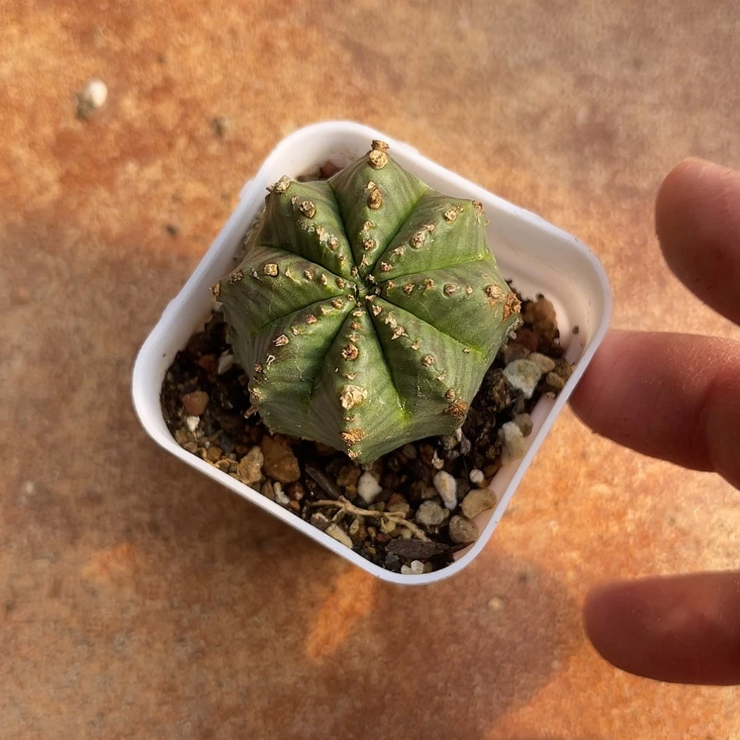 法利达一物一拍下单包邮