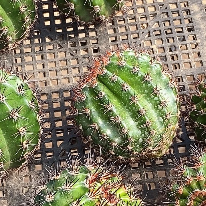 彩 光辉岁月/侧芽歪20包邮/