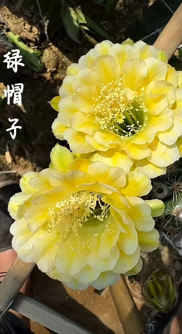仙人球彩草绿帽子
