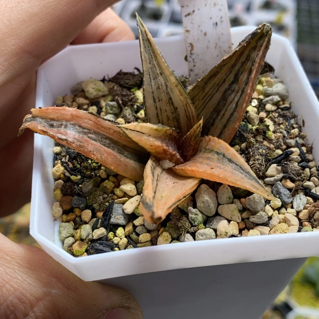 40号黑王龙鳞锦多肉