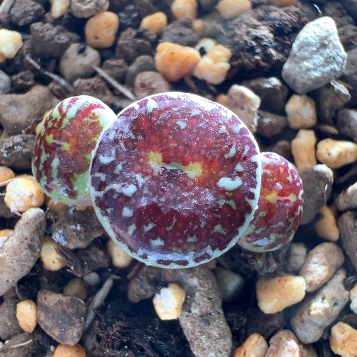 332。青蛙红粗纹。性价比高墨