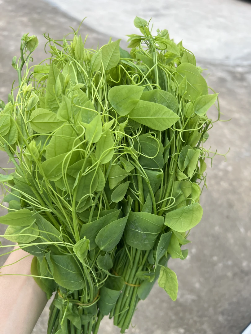广西姑娘菜赤苍藤辣木苗龙须菜顺丰包邮