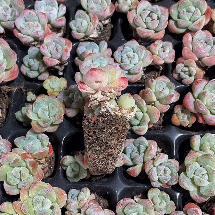 小杆子冰玉1.5带土发货