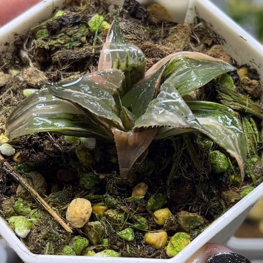 4pinky锦（无根介意勿拍）福利专场