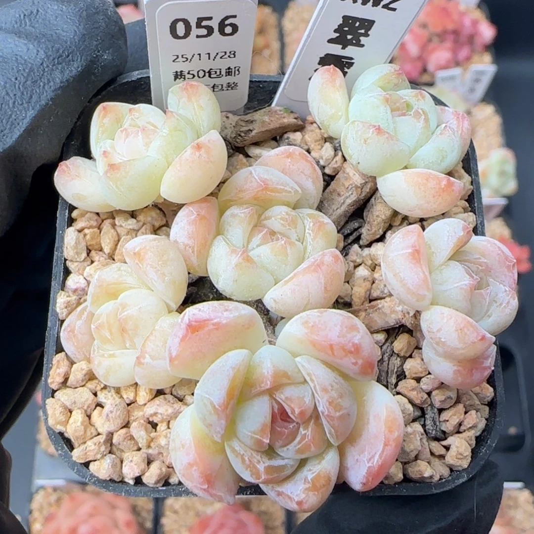 056   翠霜   5厘米盆