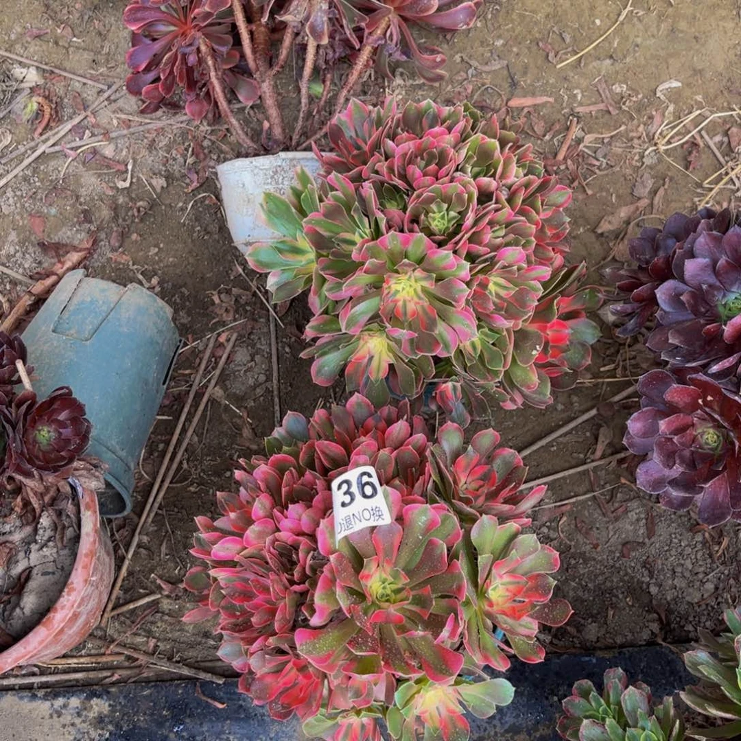 两颗香妃法师朵朵5-50