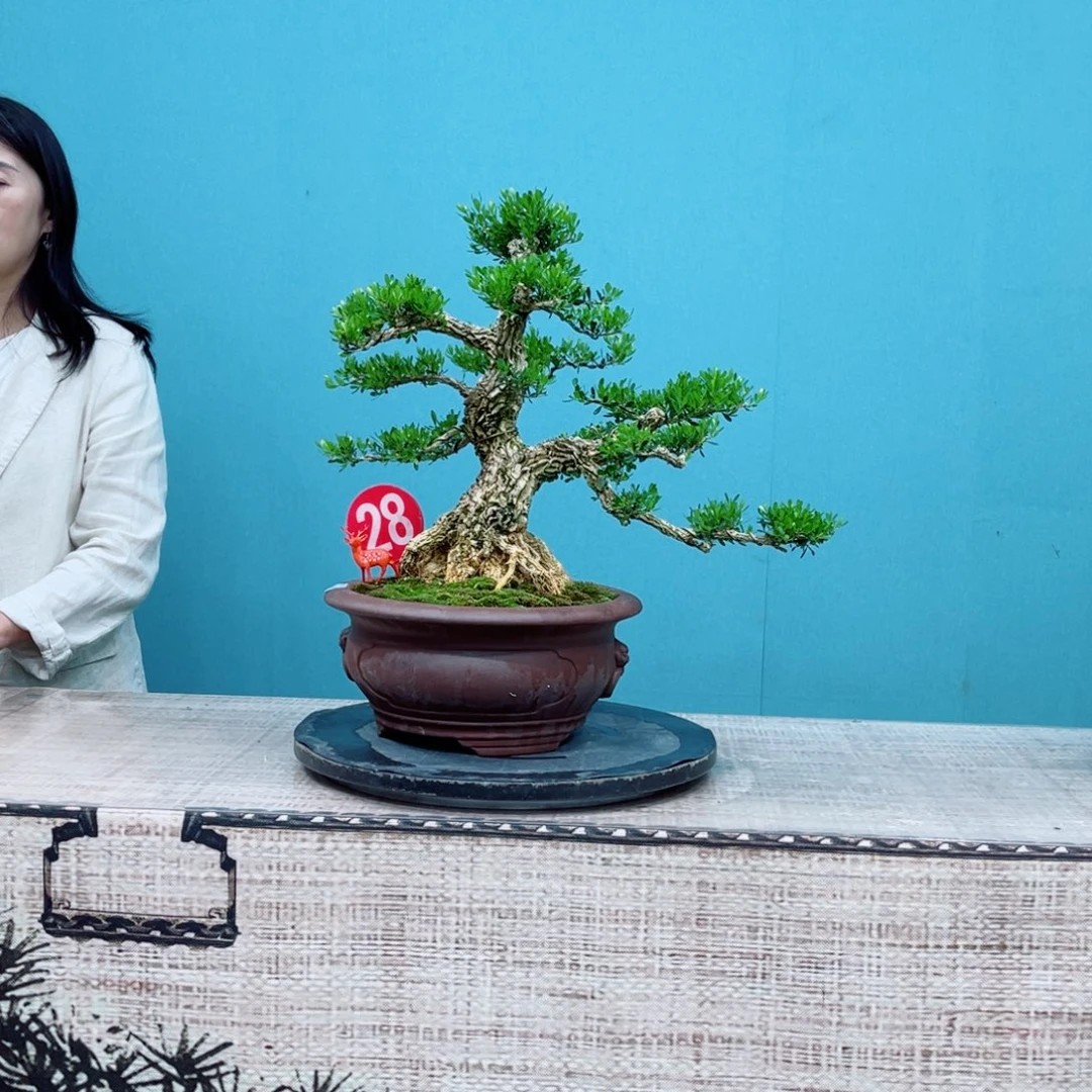 以实际为准广东雀舌黄杨盆景