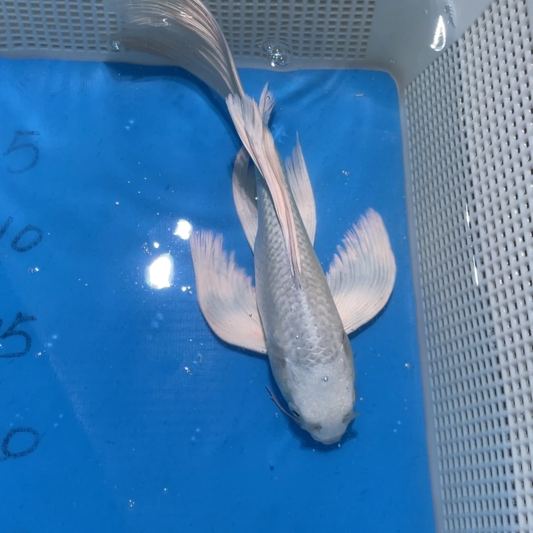 锦鲤锦鲤包邮包售后