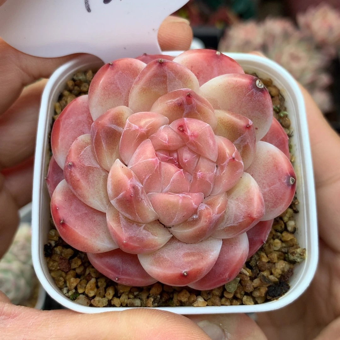 粉油透冰魄单头72