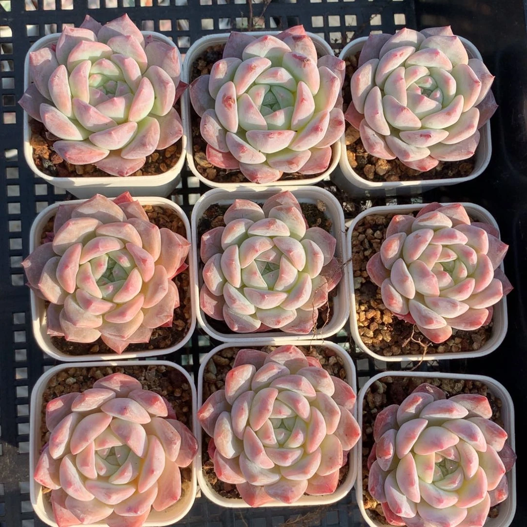 1207-117 套餐一组