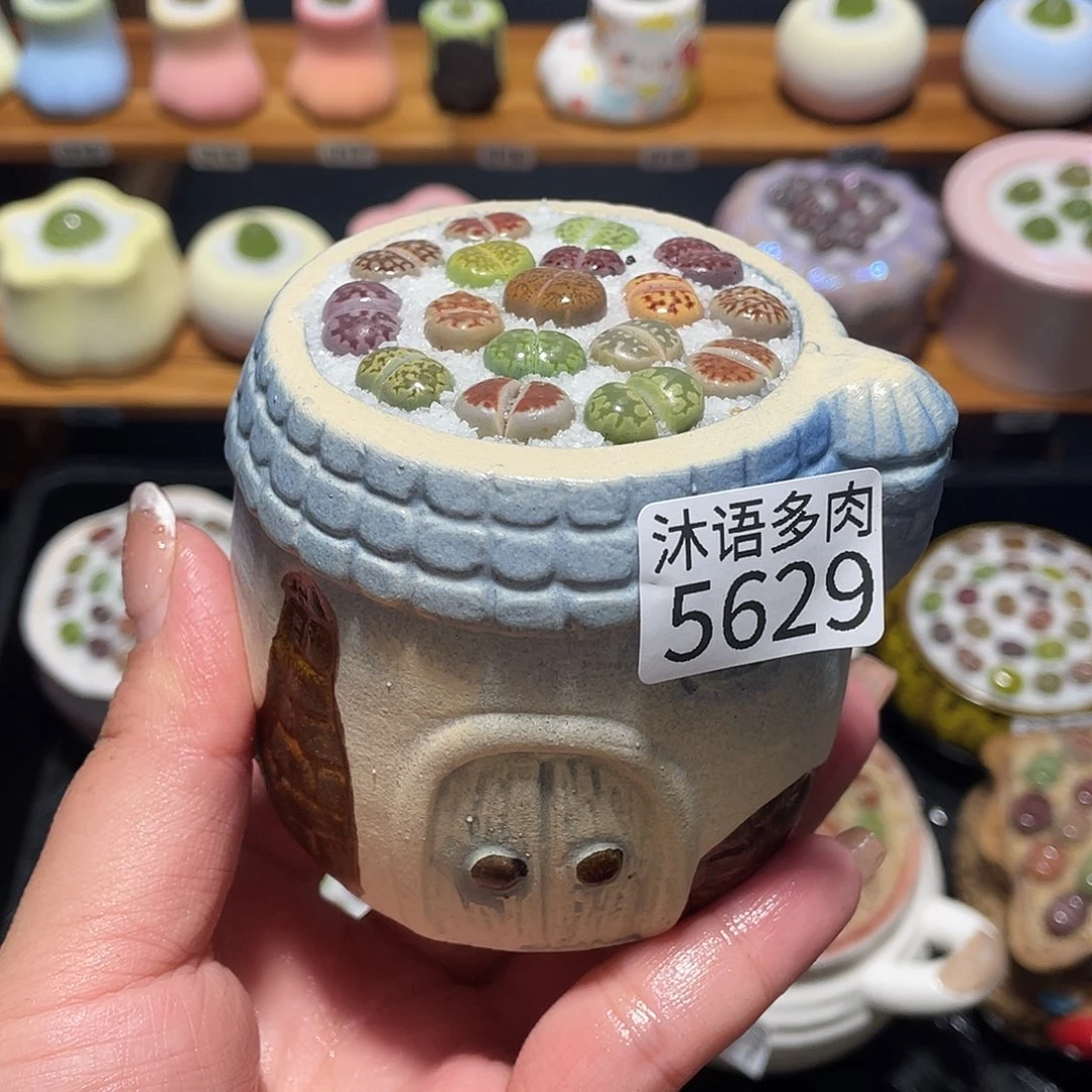 带盆土植物 一物一拍5629