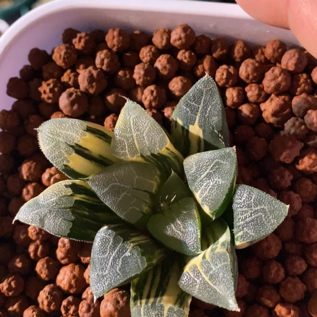 一颗实生克锦 新年福利