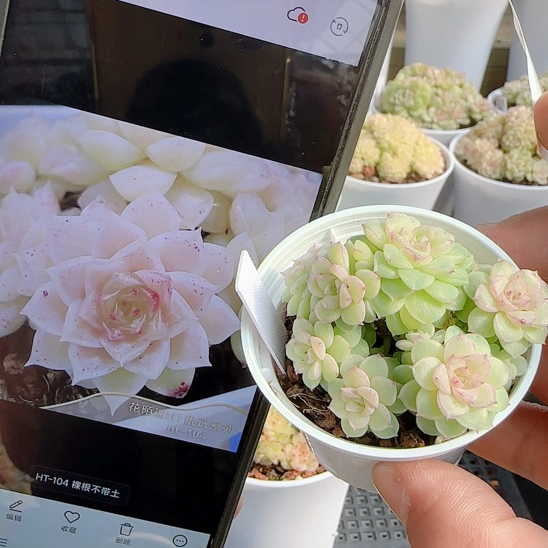 1126-79（ht-104）优选