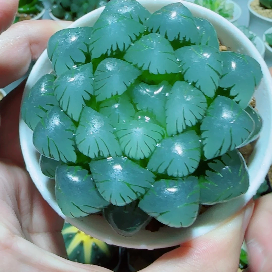 大母本冰灯多肉