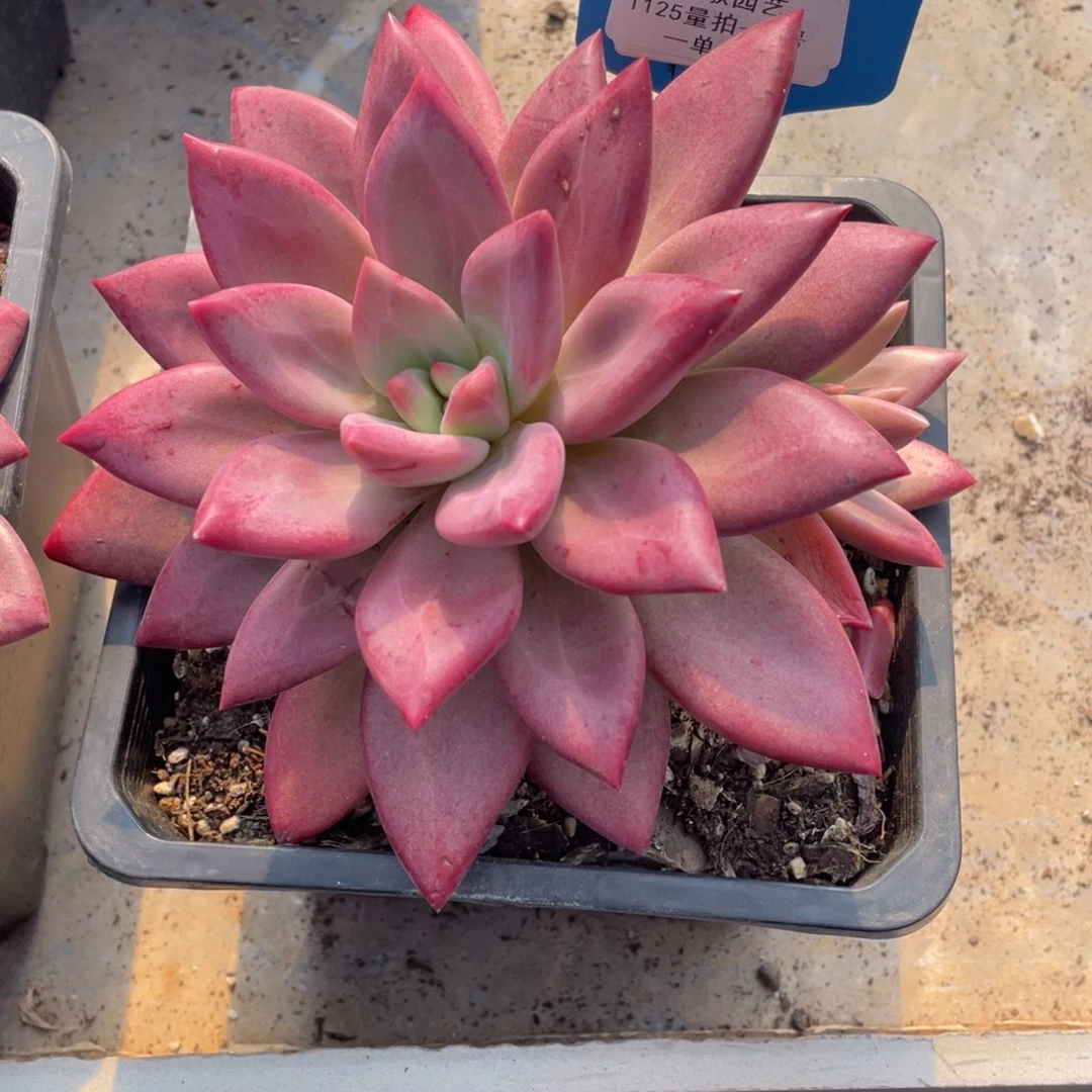 1125-50-母本赫菲鱼大单头一颗