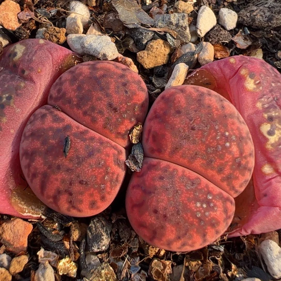 多肉植物百科386