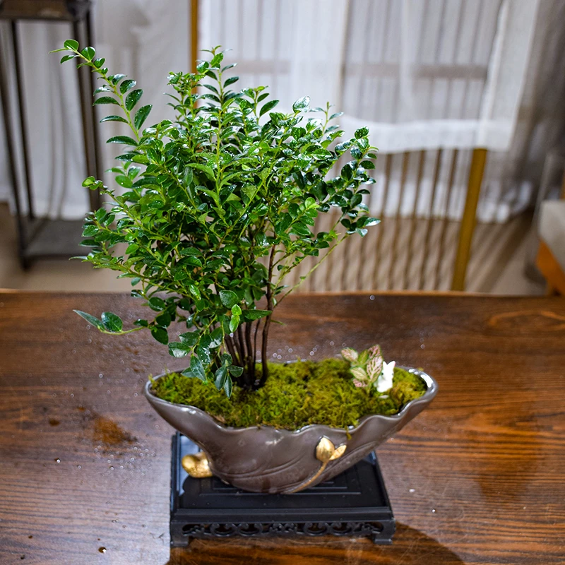 【荷花漏斗】小叶紫檀盆景植物盆栽老桩黑骨茶树苗办公室内桌