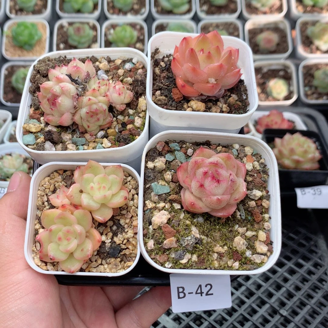 无花朵B42英语英语