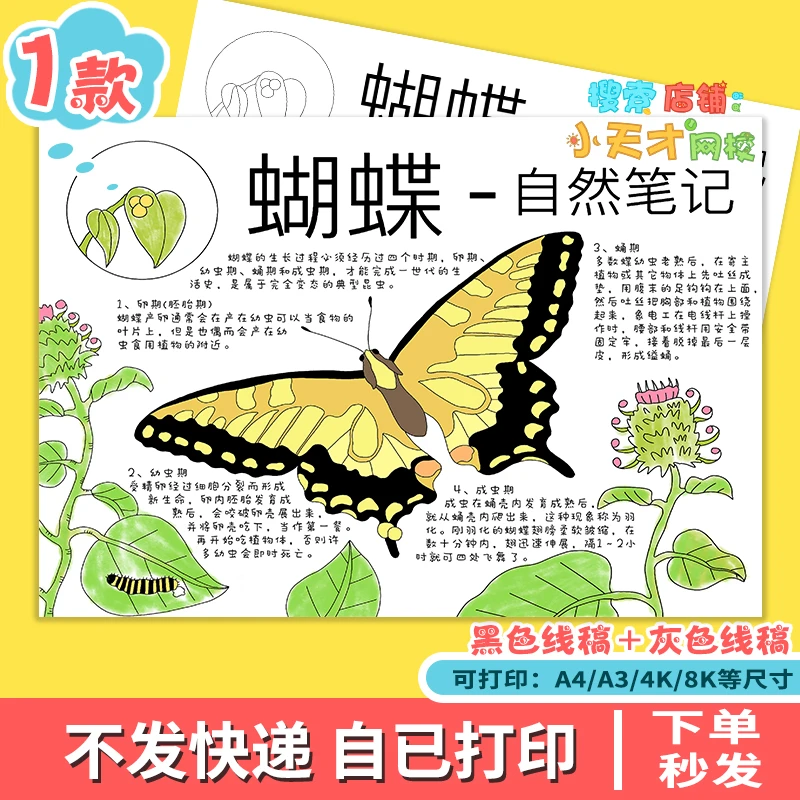 昆虫自然笔记蝴蝶的生长过程手抄报电子版昆虫观察记录线稿读书卡