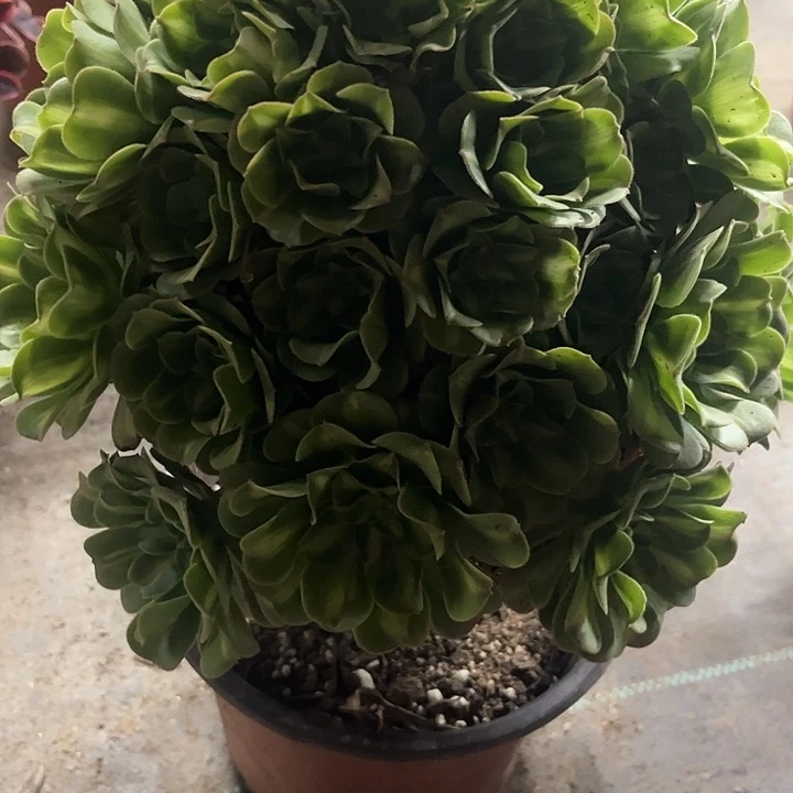 多肉小植物翡翠琉璃锦……