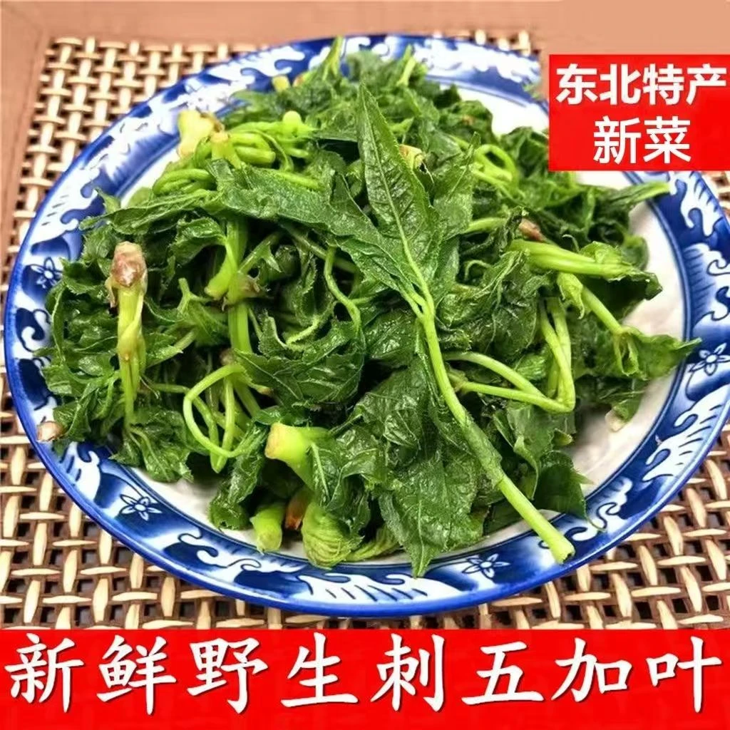 刺五加野菜新鲜东北特产野生刺五加叶刺拐棒腌制焯水蘸酱菜袋装