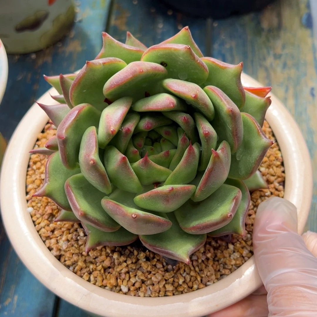 从前慢多肉精选编号0725.102