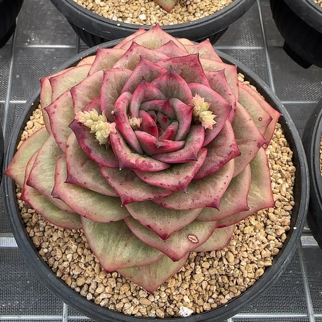 从前慢花园精选蔷薇