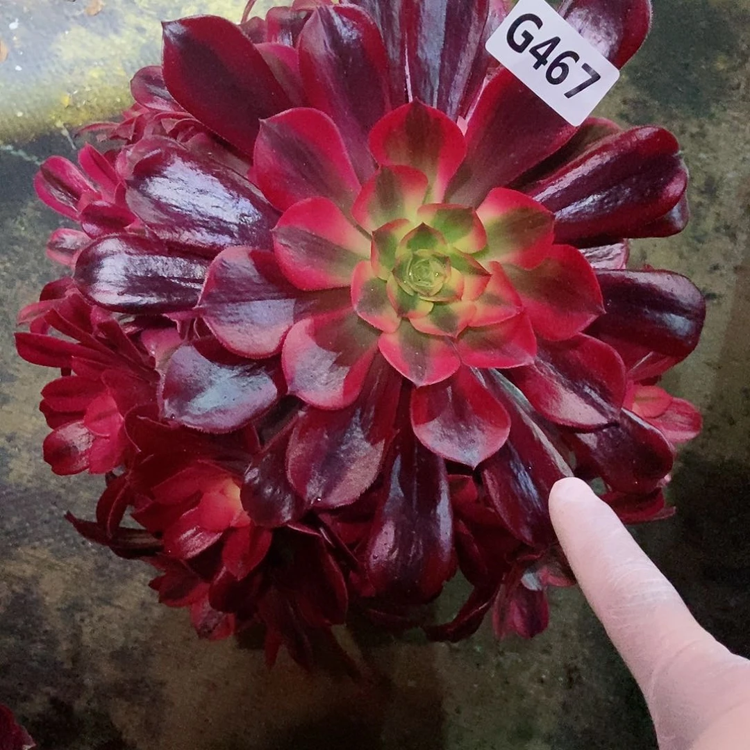 红陶467美杜莎3多肉