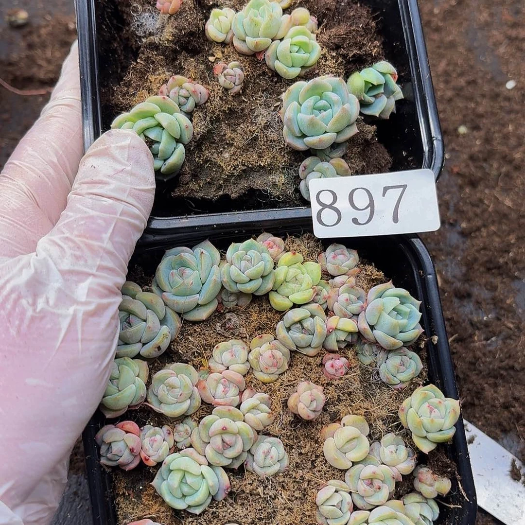 多肉植物多肉植物897