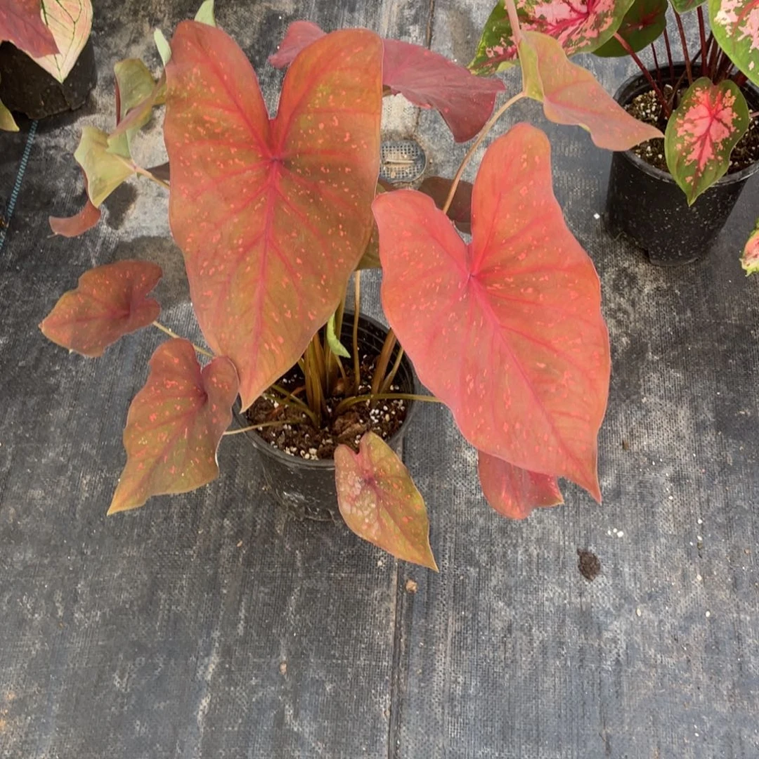 【闪购商品】完全开放火热的心068