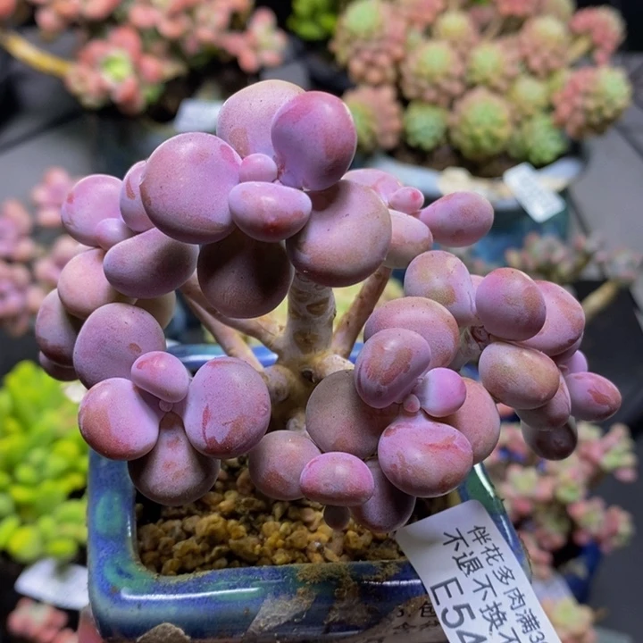 腰子桃蛋树542/9cm