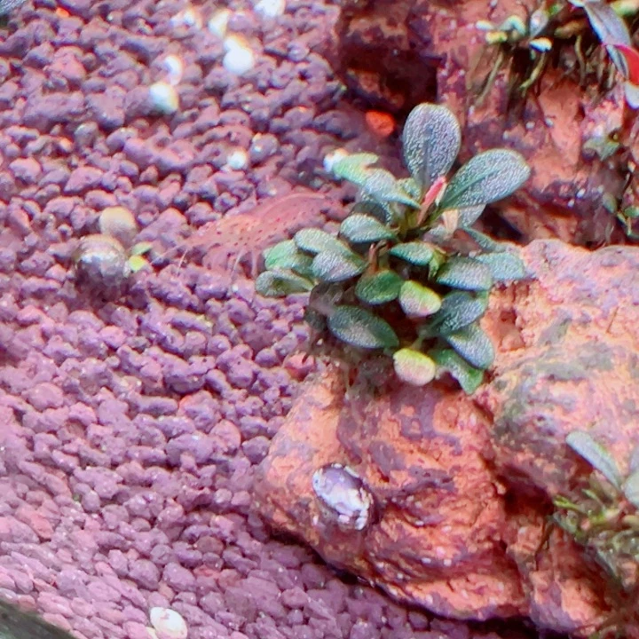 辣椒榕大象玉福利来了