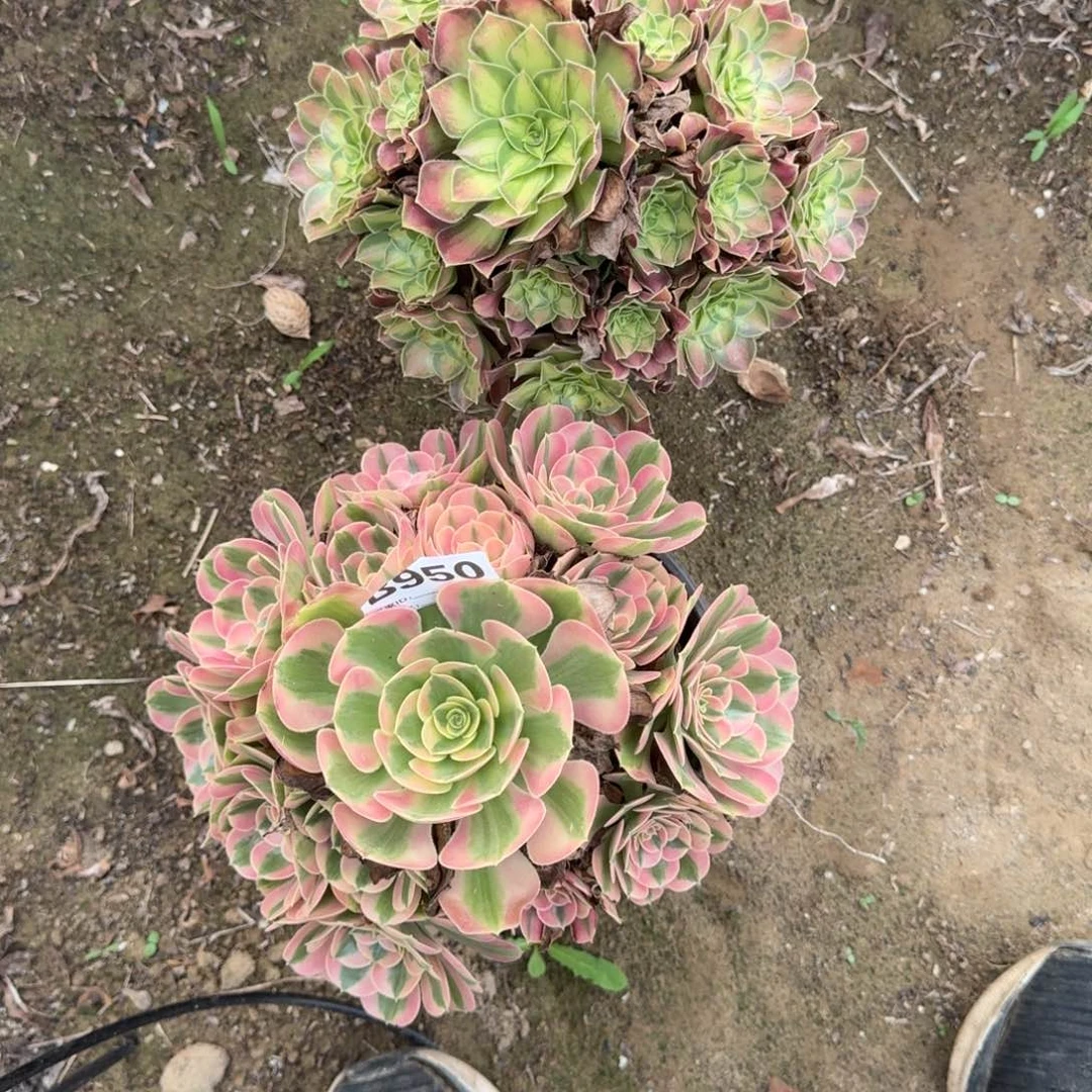 18阴。法师黑魔 女巫950