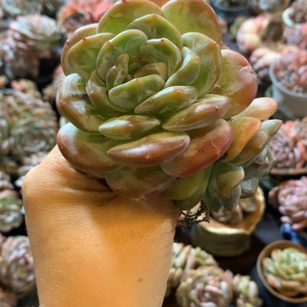 哈哈哈哈哈哈哈哈哈哈，