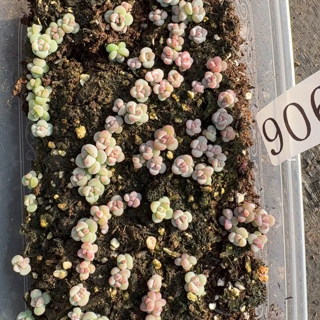 多肉植物多肉植物906