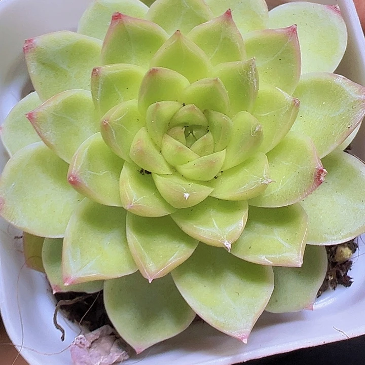 黄麦杆19包邮多肉植物